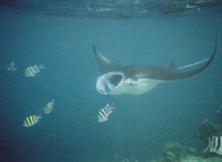 Giant Manta off Vadhoo Island in the Maldives - Photograp... by Gary Arnold 